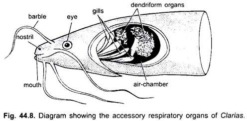 Accessory Respiratory Organs of Clarias