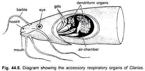 Respiratory System in Vertebrates (With Diagram) | Chordata | Zoology