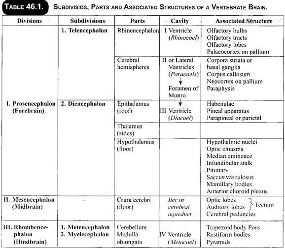 Subdivisios, Parts and Associated Structures of a Vertebrate Brain