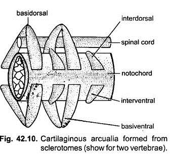 Cartilaginous Arcualia Formed from Sclerotomes