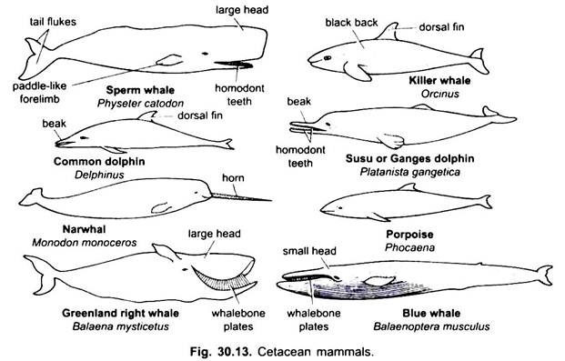 Cetacean Mammals