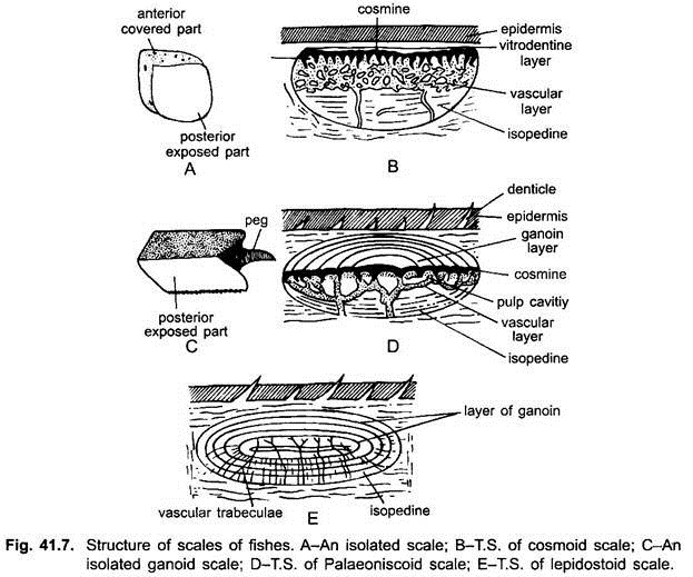 Structure of Scales of Fishes