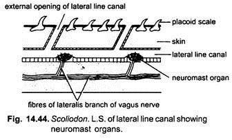 L.S. of Lateral Line Canal Showing Neuromast Organs