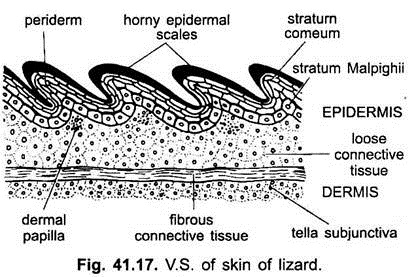 V.S. of Skin of Lizard