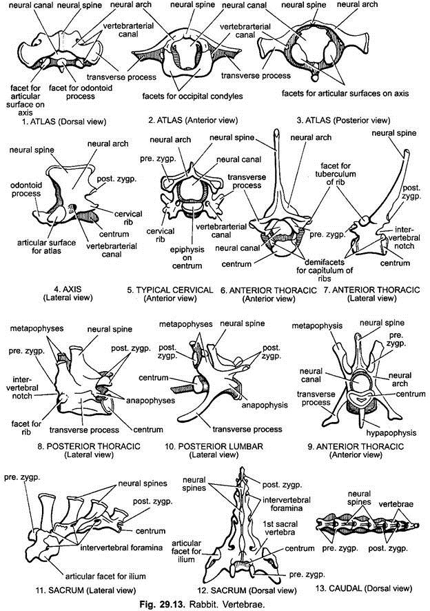 Vertebrae