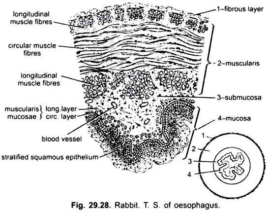 T.S. of Oesophagus