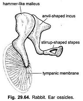 Ear Ossicles