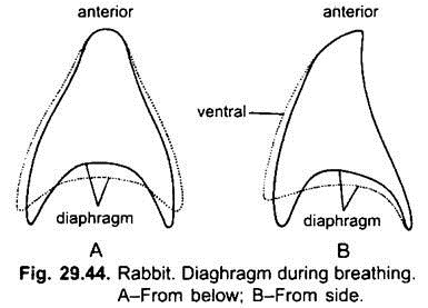 Diaphragm during Breathing