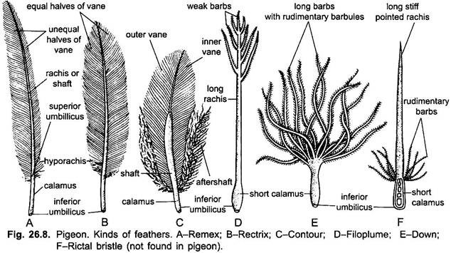 Kinds of Feathers