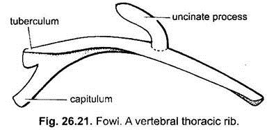 Vertebral Thoracic Rib