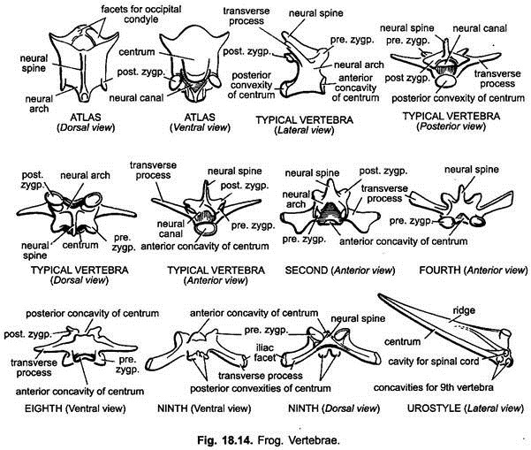 Vertebrae