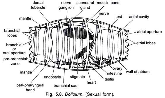Doliolum (Sexual Form)