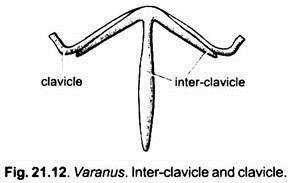 Inter-Clavicle and Clavicle