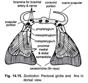 Pectoral Girdle and Fins in Dorsal View