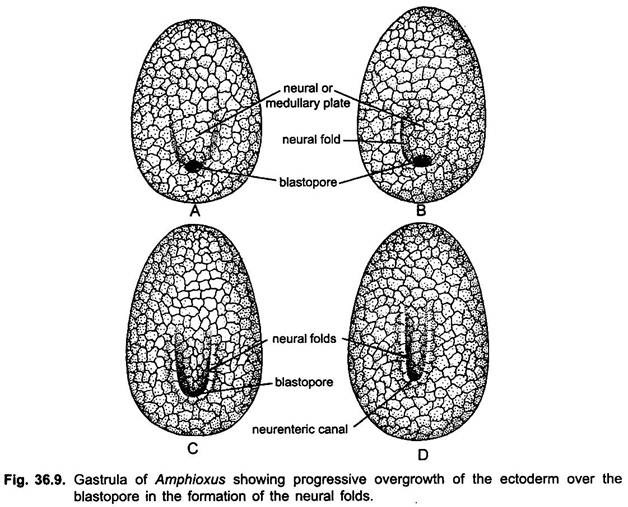 Gastrula of Amphioxus