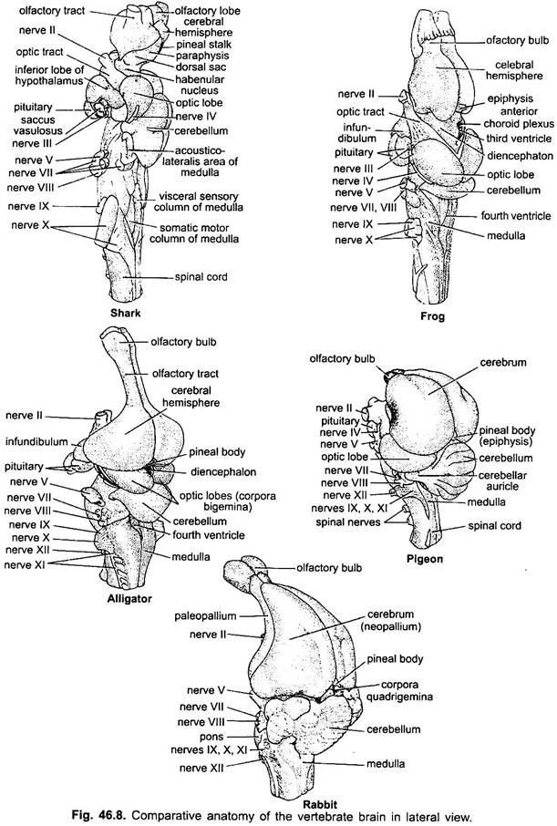 Comparative Anatomy of the Vertebrate Brain in Lateral View