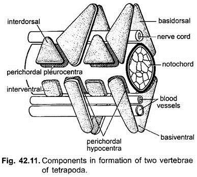 Components in Formation of Two Vertebrae of Tetrapoda