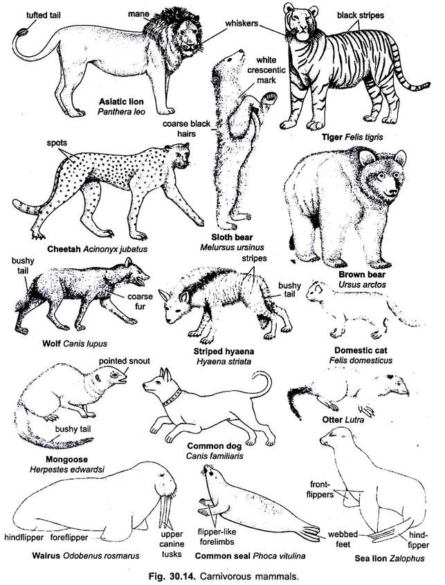 Carnivorous Mammals