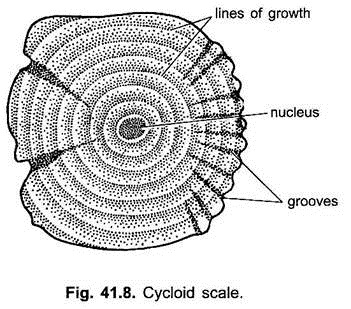 Cycloid Scale