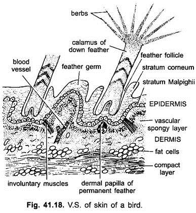 V.S. of Skin of Bird