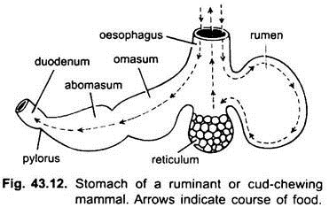 Stomach of a Ruminant or Cud-Chewing Mammal