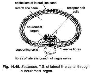 T.S. of Lateral Line Canal through a Neuromast Organ