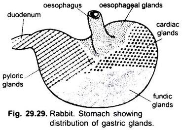 Stomach Showing Distribution of Gastric Glands