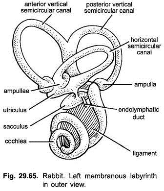 Left Membranous Labyrinth in Outer View