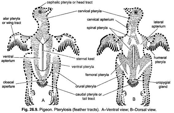 Pterylosis