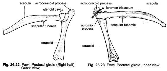 Inner and Outer View