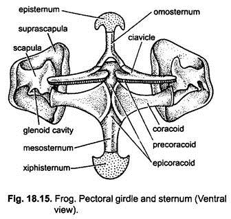 Pectoral Girdle and Sternum