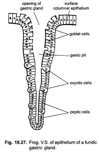 Frog: V.S. of Epithelium of a Fundic Gastric Gland