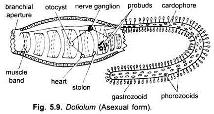 Doliolum (Asexual Form)