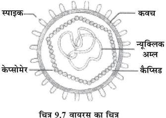 Structure of Virus (With Diagram) | Hindi | Microorganisms | Zoology