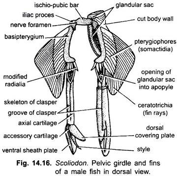 Pelvic Girdle and Fins of a Male Fish in Dorsal View