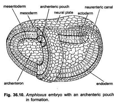 Amphioxus Embryo with an Archenteric Pouch in Formation