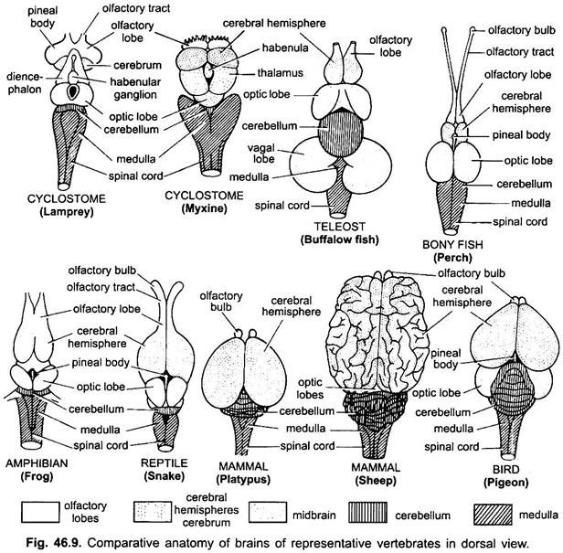 Comparative Anatomy of Brains of Representative Vertebrates in Dorsal View