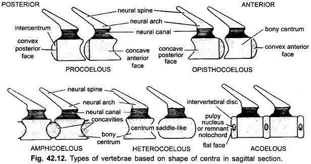 Types of Vertebrae Based on Shape of Centra in Sagittal Section