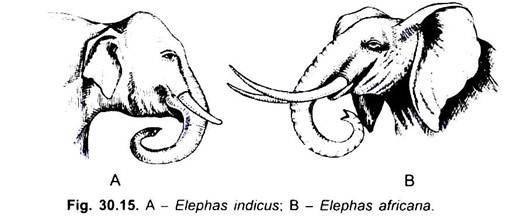 Elephas Indicus and Africana