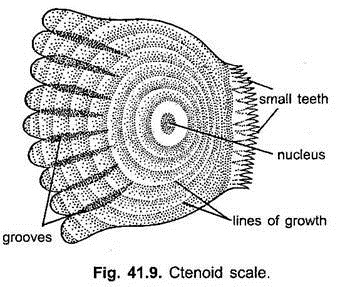 Ctenoid Scale