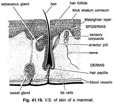 V.S. of Skin of a Mammal