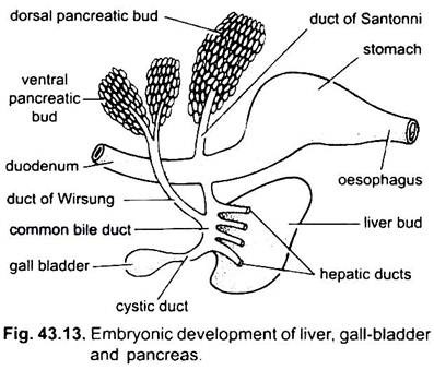 Embryonic Development of Liver, Gall-Bladder and Pancreas