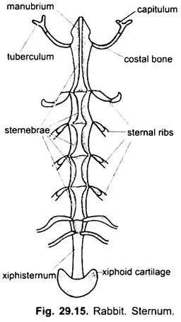 Endoskeleton of Rabbit (With Diagram) | Vertebrates | Chordata | Zoology