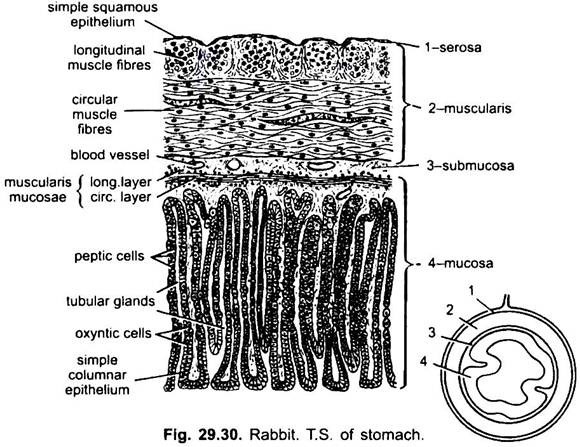 T.S. of Stomach