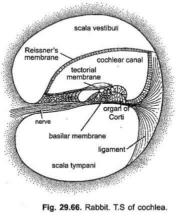 T.S. of Cochlea