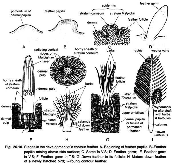 Stages in the Development of a Contour Feather