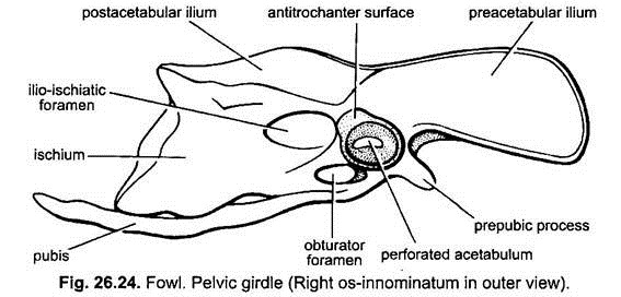 Pelvic Girdle