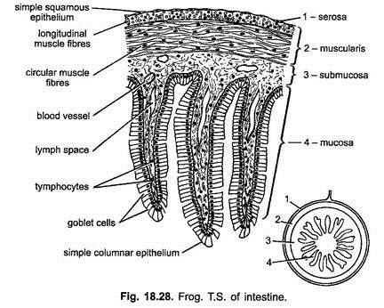 Frog: T.S. of Intestine