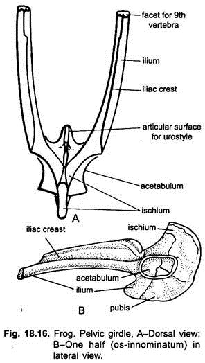 Pelvic Girdle