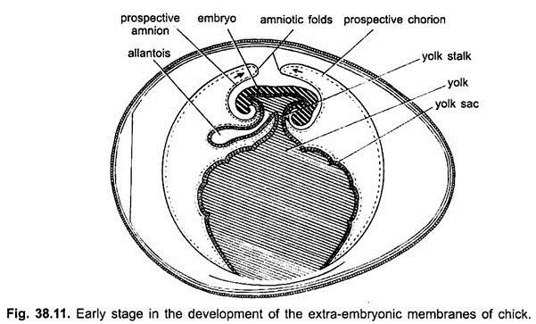 Early Stage in the Development of the Extra-Embryonic Membranes of Chick